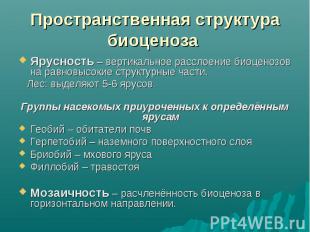 Ярусность – вертикальное расслоение биоценозов на равновысокие структурные части