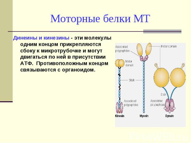 Динеины и кинезины - эти молекулы одним концом прикрепляются сбоку к микротрубочке и могут двигаться по ней в присутствии АТФ. Противоположным концом связываются с органоидом. Динеины и кинезины - эти молекулы одним концом прикрепляются сбоку к микр…