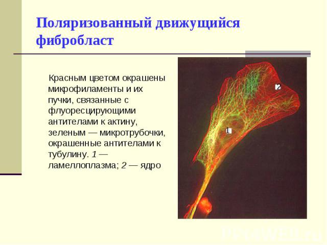Красным цветом окрашены микрофиламенты и их пучки, связанные с флуоресцирующими антителами к актину, зеленым — микротрубочки, окрашенные антителами к тубулину. 1 — ламеллоплазма; 2 — ядро