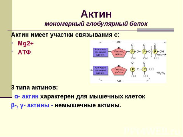 Актин имеет участки связывания с: Актин имеет участки связывания с: Mg2+ АТФ 3 типа актинов: α- актин характерен для мышечных клеток β-, γ- актины - немышечные актины.