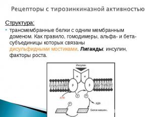 Структура: Структура: трансмембранные белки с одним мембранным доменом. Как прав