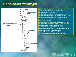 Первичная структура днк. Строение первичной структуры ДНК. Первичная структура ДНК биологическая роль. Первичная структура ДНК схема строения. 1. Первичная структура ДНК.