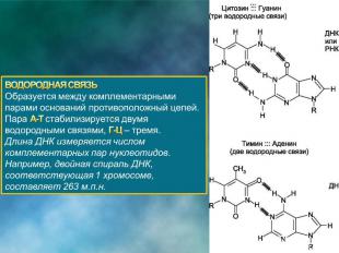 Водородный связи между аденином и тимином. Водородные связи в молекуле ДНК. Водородные связи между гуанином и цитозином. Гуанин цитозин водородные связи. Связь между гуанином и цитозином.