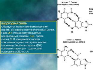Сколько цитозина в днк. Водородная связь между аденином и тимином гуанином и цитозином. 3 Водородные связи между гуанином и цитозином. Водородные связи в молекуле ДНК. Число водородных связей между гуанином и цитозином в молекуле ДНК.