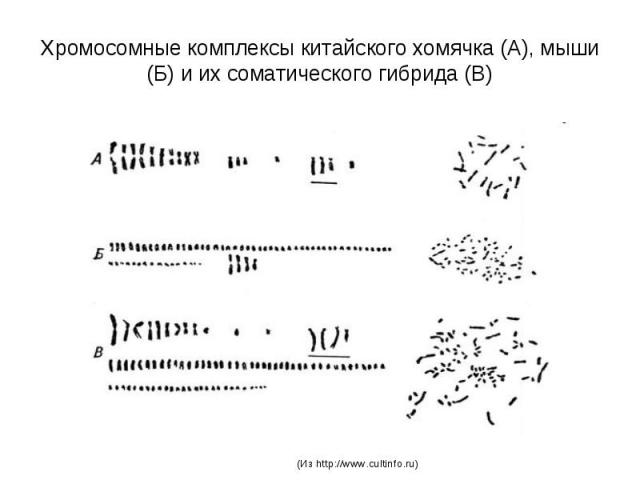 Хромосомные комплексы китайского хомячка (А), мыши (Б) и их соматического гибрида (В)