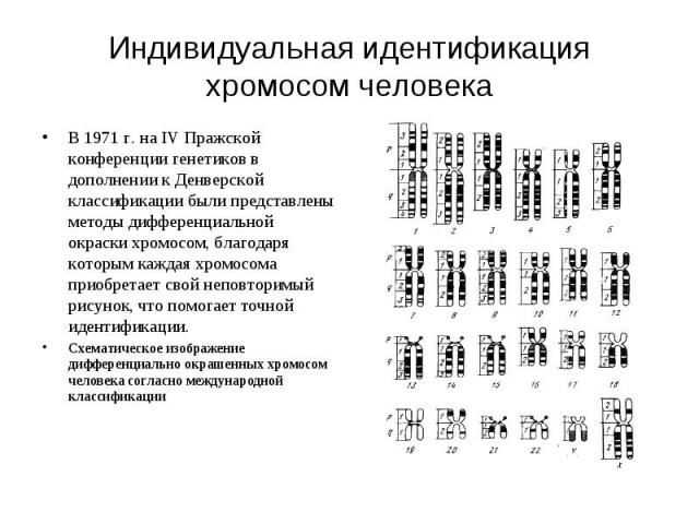 Индивидуальная идентификация хромосом человека В 1971 г. на IV Пражской конференции генетиков в дополнении к Денверской классификации были представлены методы дифференциальной окраски хромосом, благодаря которым каждая хромосома приобретает свой неп…