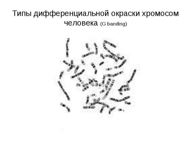 Типы дифференциальной окраски хромосом человека (G banding)