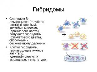 Гибридомы Слиянием B-лимфоцитов (голубого цвета) с раковыми клетками миеломы (ор