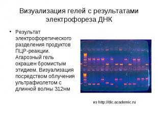 Визуализация гелей с результатами электрофореза ДНК Результат электрофоретическо