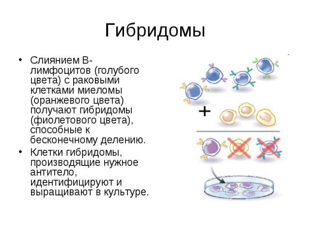 Гибридомы Слиянием B-лимфоцитов (голубого цвета) с раковыми клетками миеломы (оранжевого цвета) получают гибридомы (фиолетового цвета), способные к бесконечному делению. Клетки гибридомы, производящие нужное антитело, идентифицируют и выращивают в к…