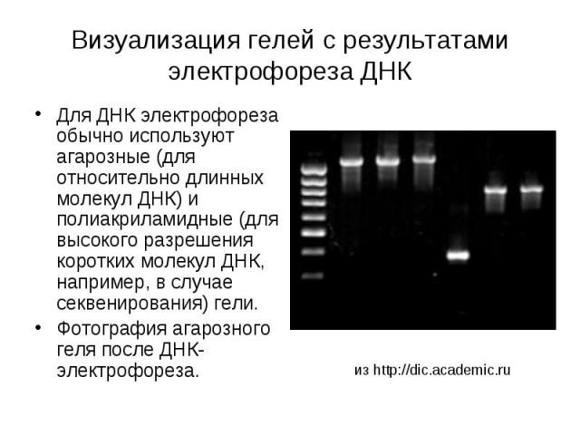 Визуализация гелей с результатами электрофореза ДНК Для ДНК электрофореза обычно используют агарозные (для относительно длинных молекул ДНК) и полиакриламидные (для высокого разрешения коротких молекул ДНК, например, в случае секвенирования) гели. Ф…