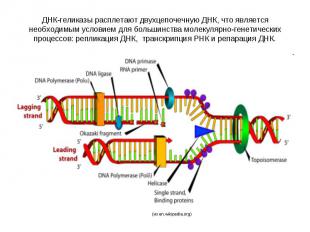 ДНК-геликазы расплетают двухцепочечную ДНК, что является необходимым условием дл