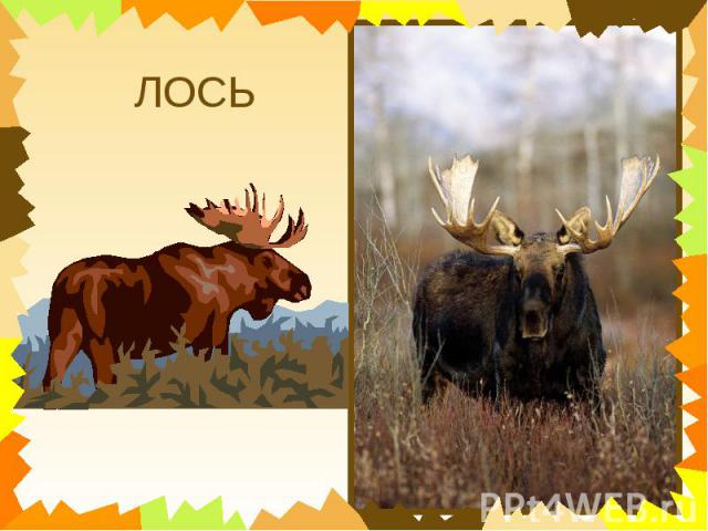 ЛОСЬ