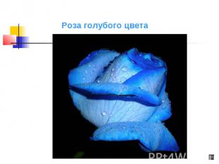 Роза голубого цвета