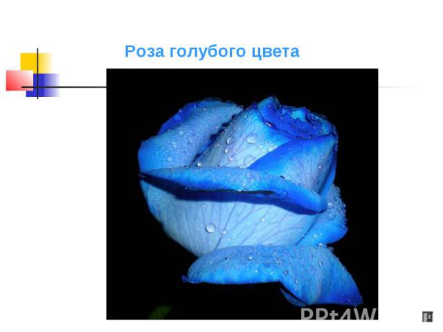Роза голубого цвета