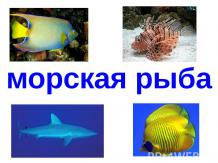 Рыбы, морские животные - 1