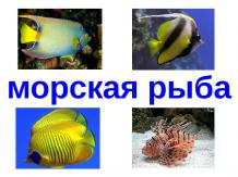Рыбы, морские животные - 2