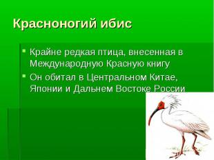Крайне редкая птица, внесенная в Международную Красную книгу Крайне редкая птица