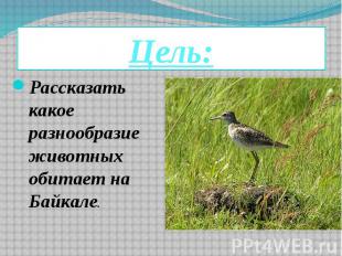 Цель: Рассказать какое разнообразие животных обитает на Байкале.