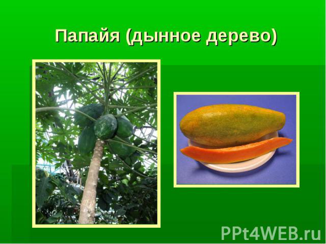 Папайя (дынное дерево)