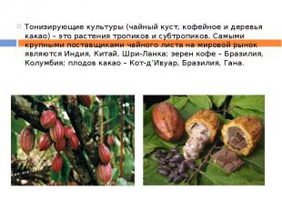 Тонизирующие культуры (чайный куст, кофейное и деревья какао) – это растения тро