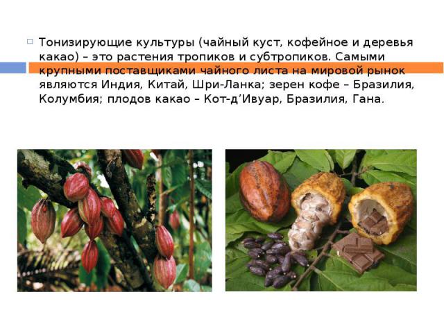 Тонизирующие культуры (чайный куст, кофейное и деревья какао) – это растения тропиков и субтропиков. Самыми крупными поставщиками чайного листа на мировой рынок являются Индия, Китай, Шри-Ланка; зерен кофе – Бразилия, Колумбия; плодов какао – Кот-д’…