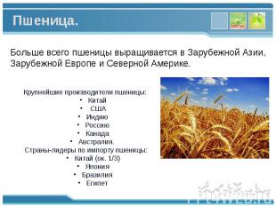 Больше всего пшеницы выращивается в Зарубежной Азии, Зарубежной Европе и Северно