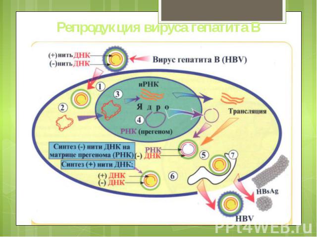 Репродукция вируса гепатита В