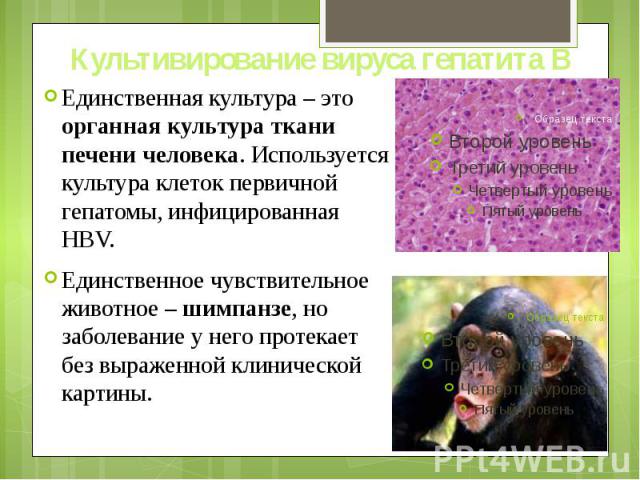 Культивирование вируса гепатита В Единственная культура – это органная культура ткани печени человека. Используется культура клеток первичной гепатомы, инфицированная HBV. Единственное чувствительное животное – шимпанзе, но заболевание у него протек…