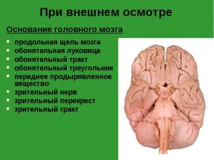 Основание головного мозга Основание головного мозга продольная щель мозга обонят