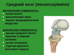 вентральная поверхность: вентральная поверхность: ножки мозга межножковая ямка з
