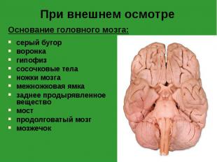 Основание головного мозга: Основание головного мозга: серый бугор воронка гипофи
