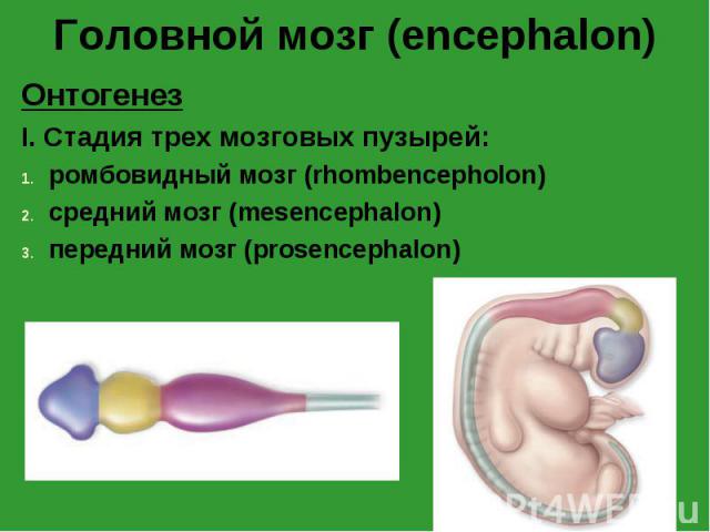 Онтогенез Онтогенез I. Стадия трех мозговых пузырей: ромбовидный мозг (rhombencepholon) средний мозг (mesencephalon) передний мозг (prosencephalon)