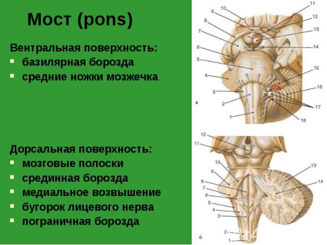 Вентральная поверхность: Вентральная поверхность: базилярная борозда средние ножки мозжечка Дорсальная поверхность: мозговые полоски срединная борозда медиальное возвышение бугорок лицевого нерва пограничная борозда