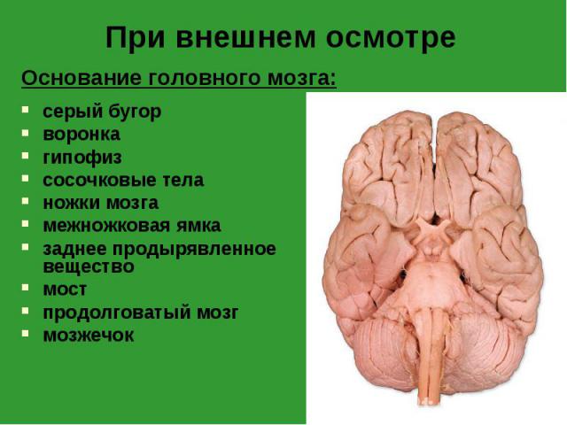 Основание головного мозга: Основание головного мозга: серый бугор воронка гипофиз сосочковые тела ножки мозга межножковая ямка заднее продырявленное вещество мост продолговатый мозг мозжечок