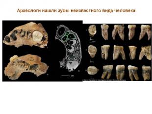 Археологи нашли зубы неизвестного вида человека