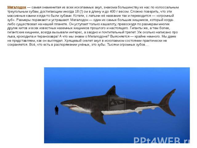 Мегалодон — самая знаменитая из всех ископаемых акул, знакома большинству из нас по колоссальным треугольным зубам, достигающим иногда 18 (!) см в длину и до 400 г весом. Сложно поверить, что эти массивные камни когда-то были зубами. Кстати, с латын…