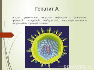 Гепатит А острая циклическая вирусная инфекция с фекально-оральной передачей воз