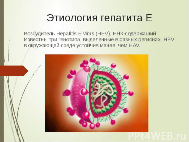Этиология гепатита Е Возбудитель Hepatitis E virus (HEV), РНК-содержащий. Известны три генотипа, выделенные в разных регионах. HEV в окружающей среде устойчив менее, чем HAV.