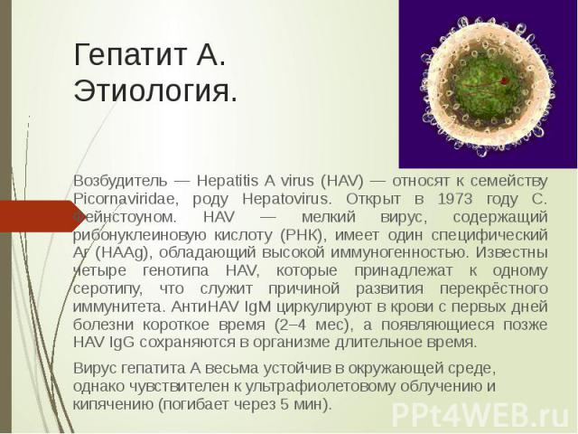 Гепатит А. Этиология. Возбудитель — Hepatitis A virus (HAV) — относят к семейству Picornaviridae, роду Hepatovirus. Открыт в 1973 году С. Фейнстоуном. HAV — мелкий вирус, содержащий рибонуклеиновую кислоту (РНК), имеет один специфический Аг (HAAg), …
