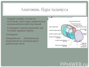 Анатомия. Ядра таламуса Каждый таламус состоит из нескольких групп ядер, разделе