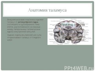 Анатомия таламуса Внешняя мозговая пластинка отделяет таламус от ретикулярного я
