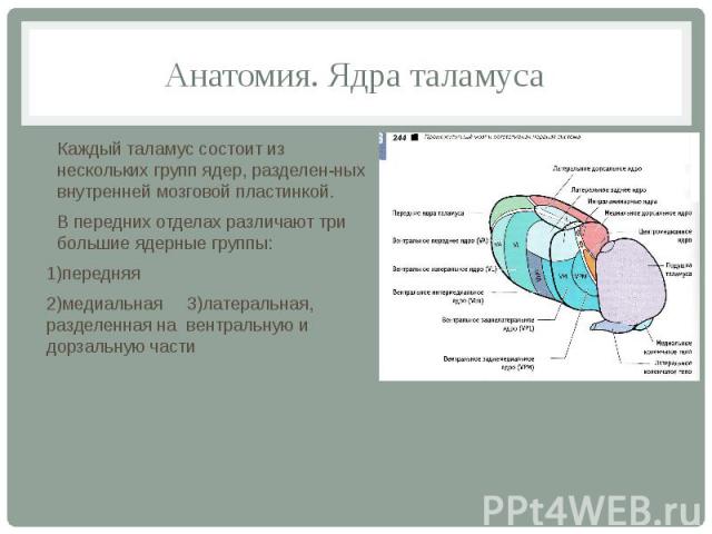 Анатомия. Ядра таламуса Каждый таламус состоит из нескольких групп ядер, разделен­ных внутренней мозговой пластинкой. В передних отделах различают три большие ядерные группы: 1)передняя 2)медиальная 3)латеральная, разделенная на вентральную и до…