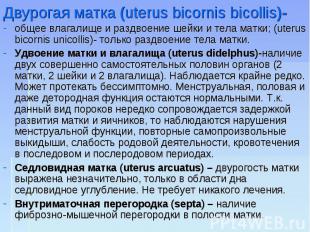 общее влагалище и раздвоение шейки и тела матки; (uterus bicornis unicollis)- то