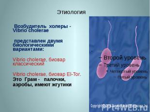 Этиология Возбудитель холеры - Vibrio cholerae представлен двумя биологическими