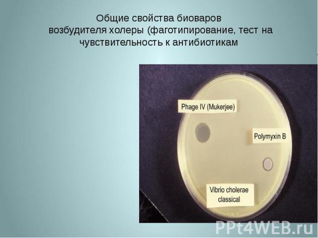 Общие свойства биоваров возбудителя холеры (фаготипирование, тест на чувствительность к антибиотикам