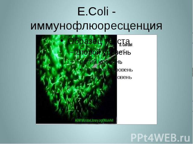 E.Coli - иммунофлюоресценция