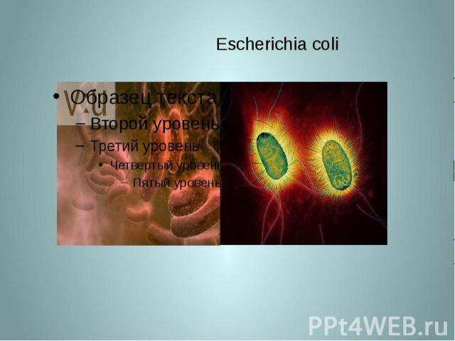 Escherichia coli