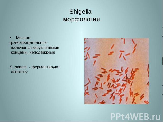 Shigella морфология Мелкие грамотрицательные палочки с закругленными концами, неподвижные S. sonnei - ферментируют лакатозу