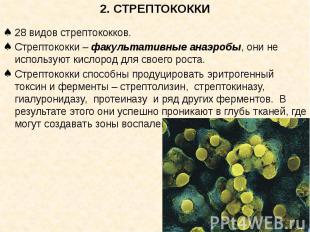 2. СТРЕПТОКОККИ 28 видов стрептококков. Стрептококки – факультативные анаэробы,